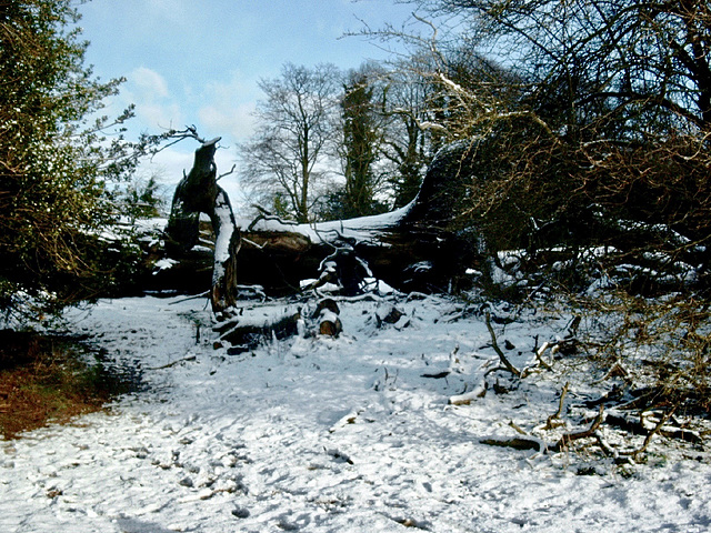 Big fallen tree, Heart of England Way between Green End and Meriden.