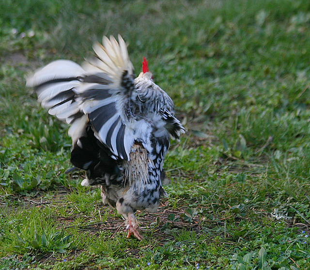 Raoul, le chef de la tribu