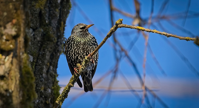 Der Star (Sturnus vulgaris) am Baum :)) The starling (Sturnus vulgaris) on the tree :)) L'étourneau sansonnet (Sturnus vulgaris) sur l'arbre :))