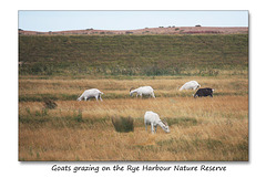 Goats on the Rye Harbour Nature Reserve - 10.8.2015