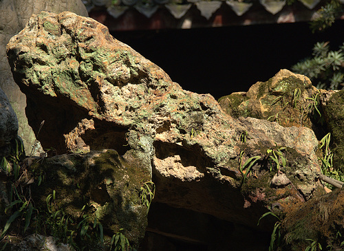 Frog at Tianyige Library
