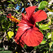 MONACO: Un Hibiscus Rose de Chine ( Hibiscus rosa-sinensis ).