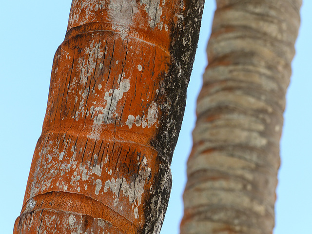 Palm trees, Manzanilla Beach, Trinidad