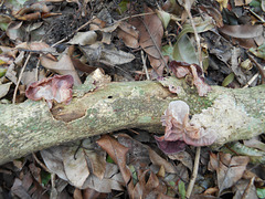 DSCN2049 - fungo orelha-de-judas Auricularia fuscosuccinea, Auriculariales  Agaricomycetes Basidiomycota