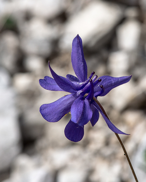 Aquilegia einseleana, Einseles Akelei - 2017-07-20_D4_DSC2778