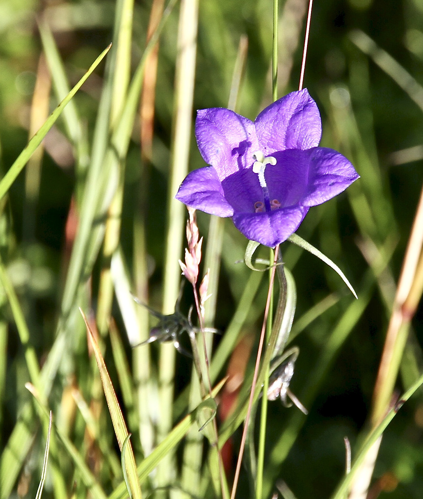 Berg-Glockenblume