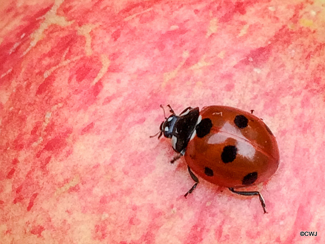 Ladybird exploring an apple