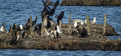 20190223 4482CPw [D~MS] Kormoran, Möwe, Rieselfelder Münster