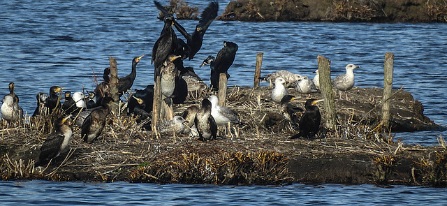 20190223 4482CPw [D~MS] Kormoran, Möwe, Rieselfelder Münster