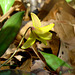 I could not get to this Trout Lily to see its face.