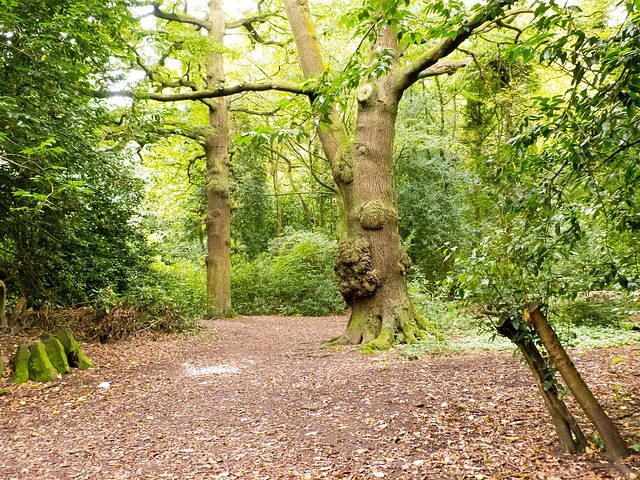 Woods at Eastham