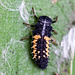 20110519 3033RMw [D~MI] Marienkäfer-Larve, Großes Torfmoor, Hille
