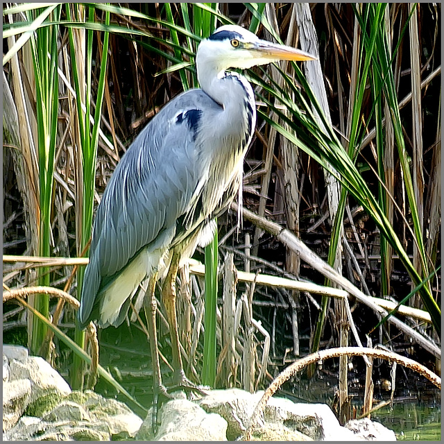 Heron