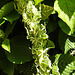 20230531 0477CPw [D~LIP] Pracht-Königskerze (Verbascum speciosum), UWZ, Bad Salzuflen