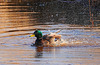 Stockente bei der Dusche