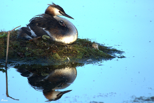 Adorable et reposant
