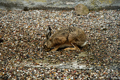 Kieshase, eine neue Art des Feldhasen Kieshase, eine neue Art des Feldhasen