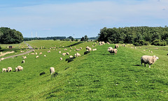 ElbDeichSchafe