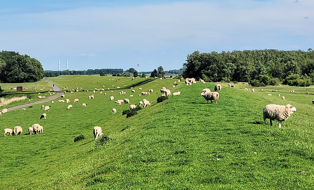 ElbDeichSchafe