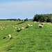 ElbDeichSchafe