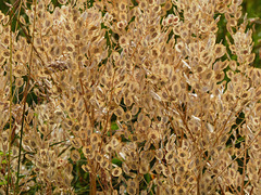 Pennycress seedpods