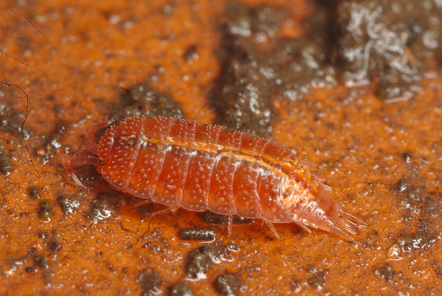 IMG 0175rosywoodlouse