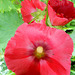 049  Früher in jedem Bauerngarten - die Stockrose