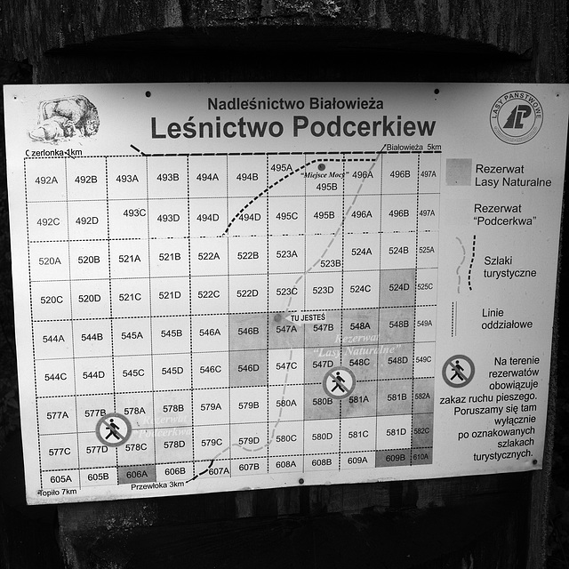 Białowieża