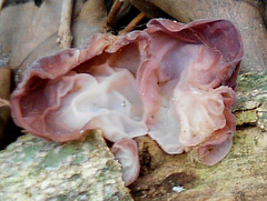 DSCN2049a - fungo orelha-de-judas Auricularia fuscosuccinea, Auriculariales  Agaricomycetes Basidiomycota