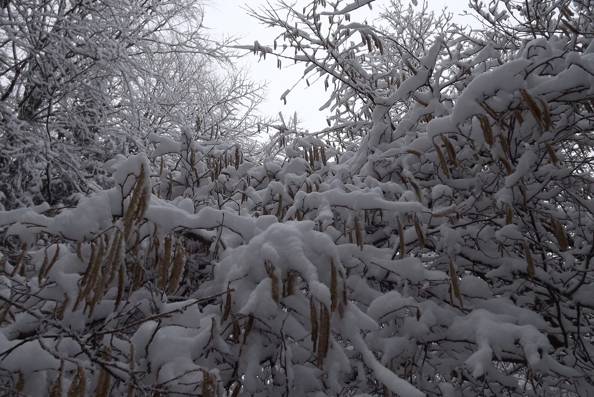Ill neige branche