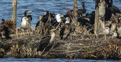 20190223 4483CPw [D~MS] Kormoran, Möwe, Rieselfelder Münster