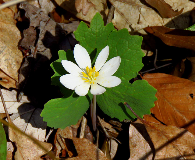 The first Bloodroot flower of this Spring