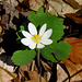 The first Bloodroot flower of this Spring