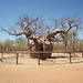 Boab Prison Tree