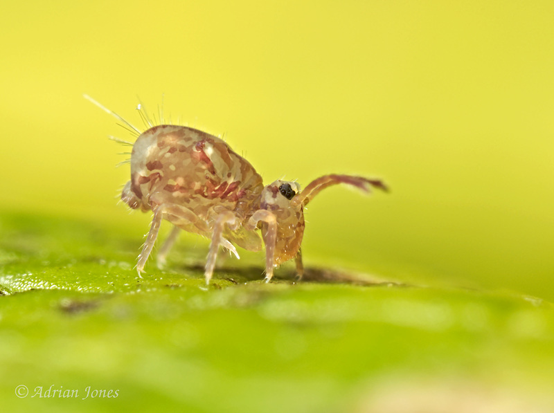 Dicyrtomina saundersi