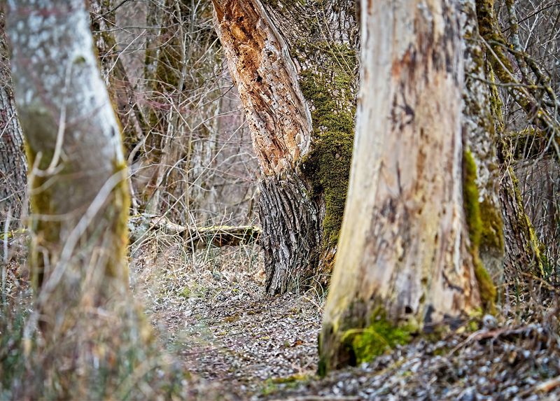 Im Wald erkranken immer mehr Bäume :))  More and more trees are falling ill in the forest :))  De plus en plus d'arbres tombent malades dans la forêt :))