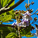 20230531 0478CPw [D~LIP] Blauglockenbaum (Paulownia tomentosa), UWZ, Bad Salzuflen