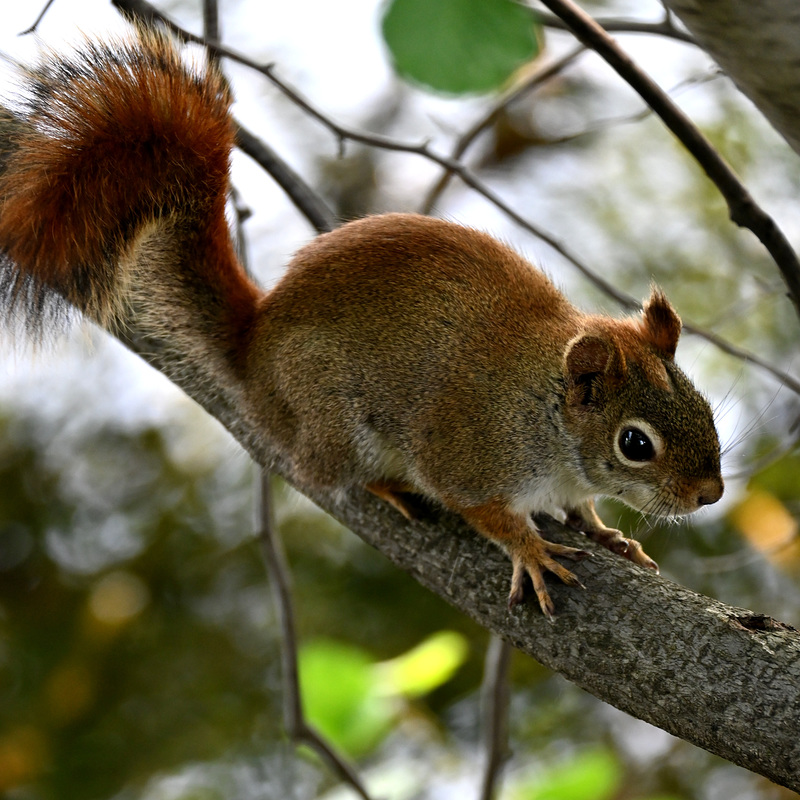 Red squirrel IMG 20230611 102523