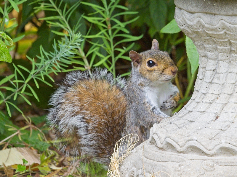 Grey Squirrel