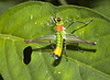 IMG 8194 Grasshopper-1