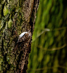 Tree creeper