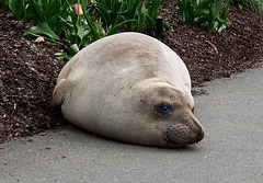 MOLTING ELEPHANT SEA LION