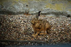 IMG 2204-FHD IMG 2204-FHD