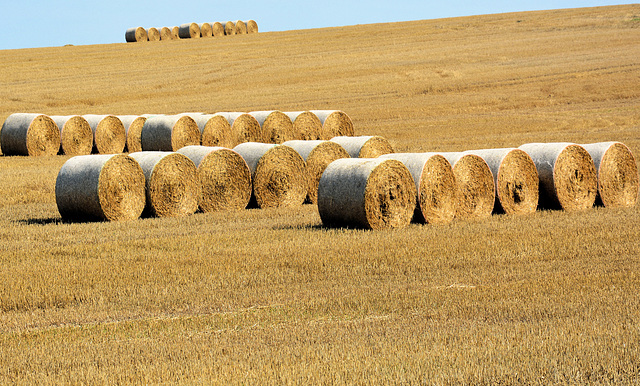 StrohRollFeld