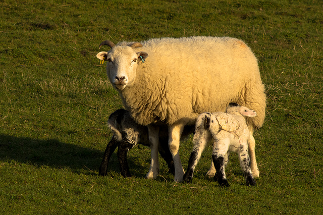 Lambs and their (White faced) Mam