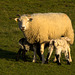 Lambs and their (White faced) Mam