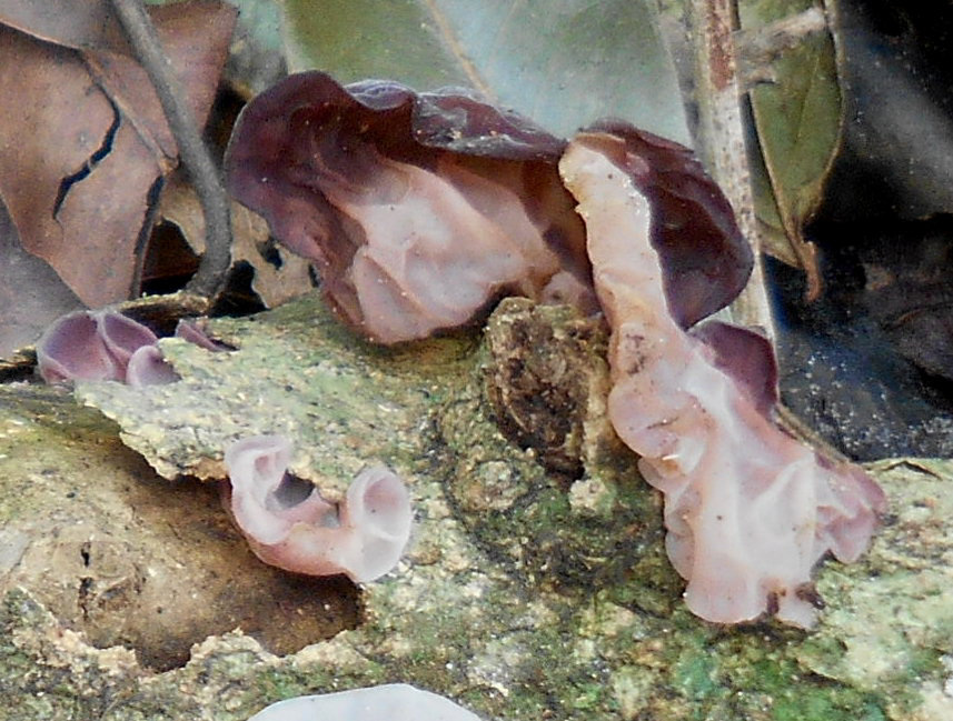 DSCN2049b - fungo orelha-de-judas Auricularia fuscosuccinea, Auriculariales  Agaricomycetes Basidiomycota