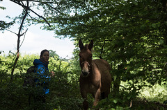 Balade à Alix (Rhône) - mule