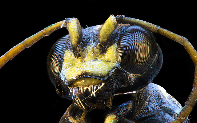 Parasitic Wasp Portrait