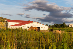 Rural Mývatn